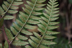 Athyrium vidalii