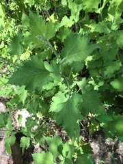 Ambrosia cordifolia
