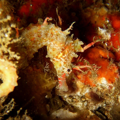 Hippocampus sindonis