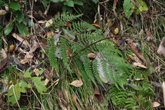 Athyrium vidalii