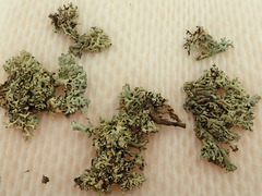 Xanthoparmelia wyomingica