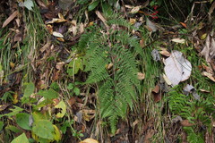 Athyrium vidalii
