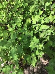 Ambrosia cordifolia
