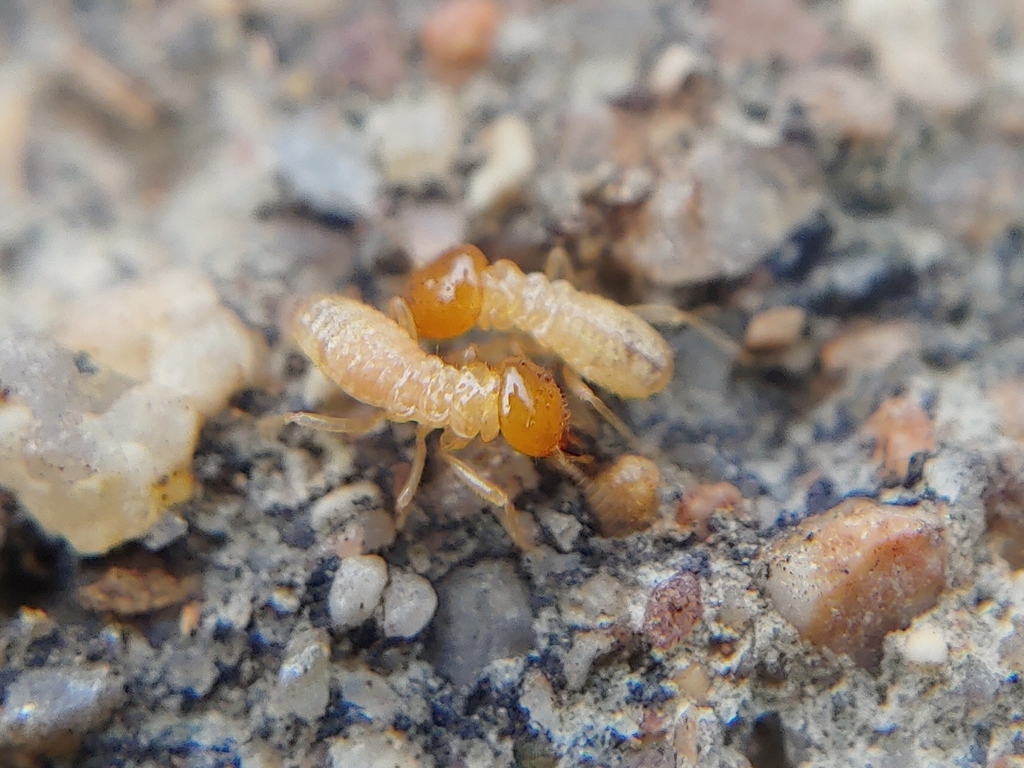 Odontotermes globicola