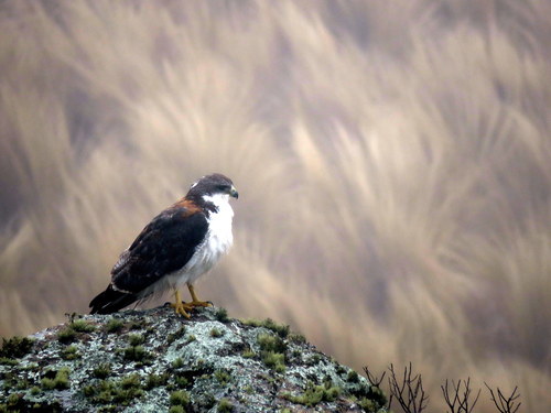 Geranoaetus polyosoma