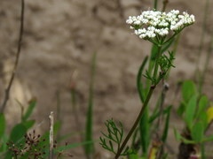 Dasispermum perennans