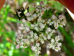 Dasispermum perennans