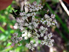 Dasispermum perennans