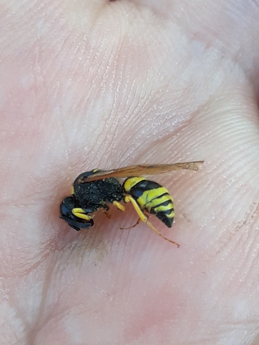 Odynerus consobrinus
