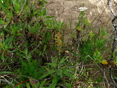 Dasispermum perennans