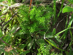 Dasispermum perennans