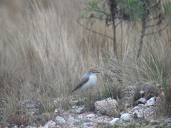 Muscisaxicola rufivertex