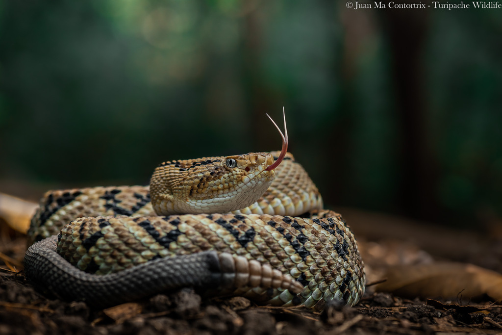Northwestern Neotropical Rattlesnake