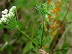 Dasispermum perennans