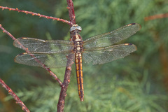 Libellula comanche