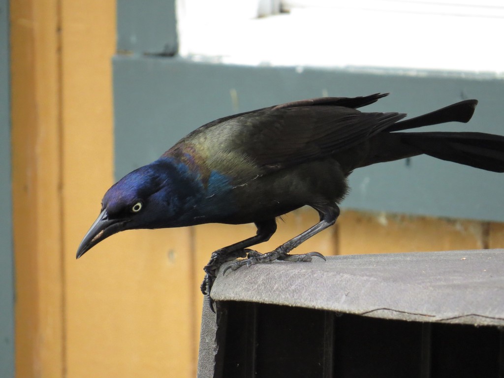Bronzed Grackle (Subspecies Quiscalus quiscula versicolor