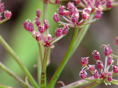 Dasispermum perennans
