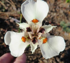 Moraea cantharophila