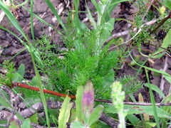 Dasispermum perennans