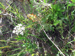 Dasispermum perennans