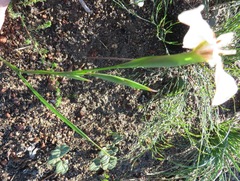 Moraea cantharophila