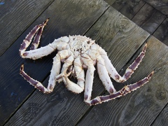 Paralithodes camtschaticus