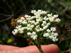Dasispermum perennans