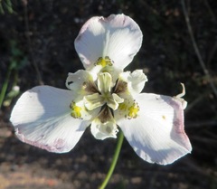 Moraea cantharophila
