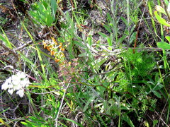 Dasispermum perennans