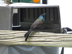 Quiscalus quiscula versicolor