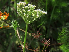 Dasispermum perennans