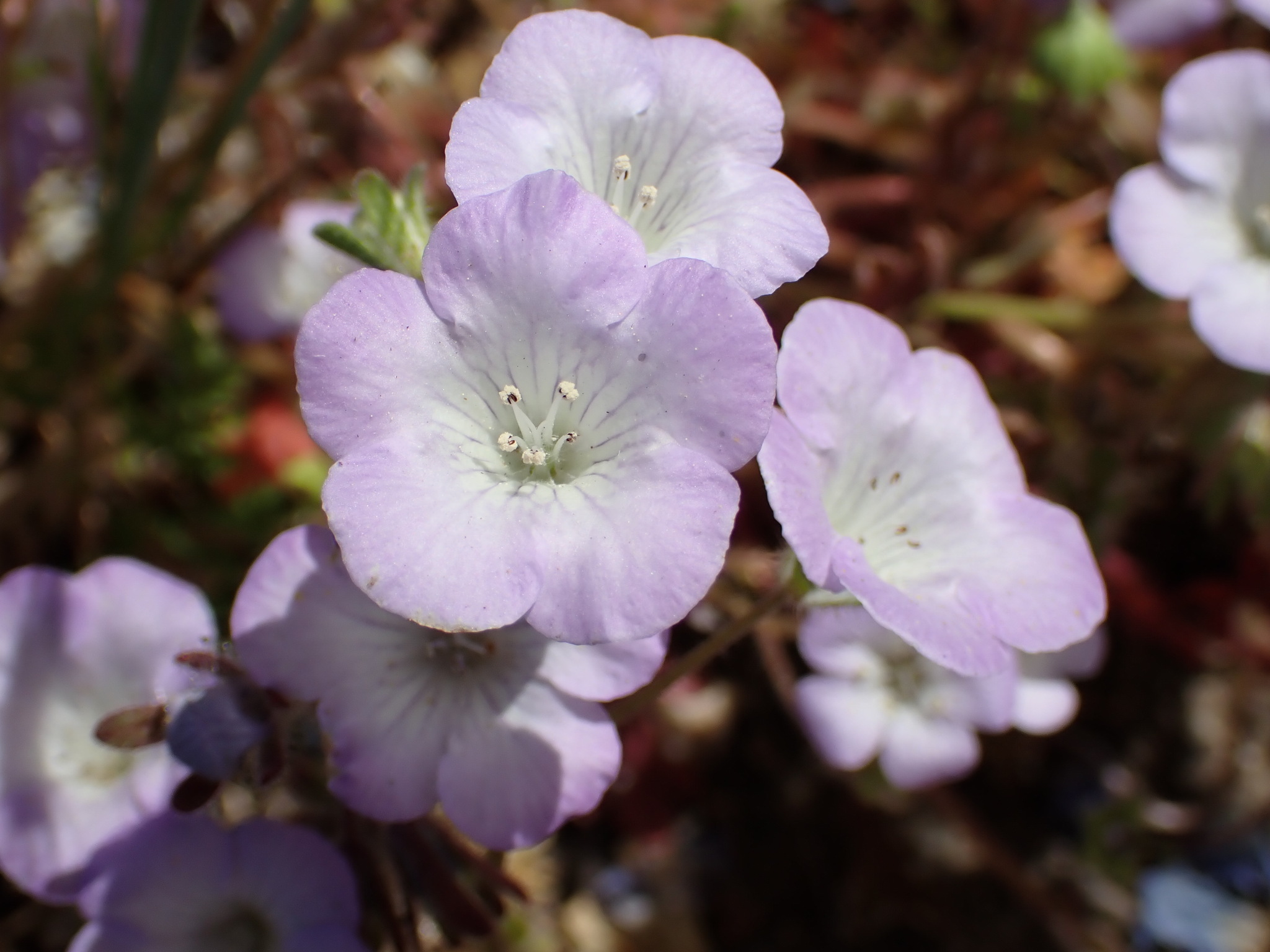 Phacelia douglasii