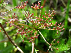 Dasispermum perennans