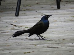 Quiscalus quiscula versicolor