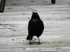Quiscalus quiscula versicolor