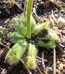 Drosera pauciflora