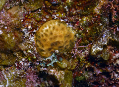 Agaricia humilis