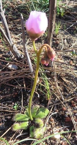 Image of Drosera pauciflora by (c) linkie, some rights reserved (CC BY)