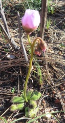 Drosera pauciflora