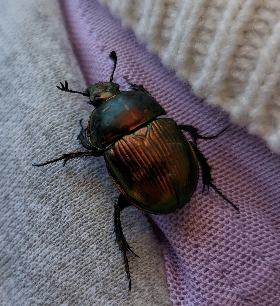 Japanese Earth-boring Dung Beetle From Kawaguchiko Tenjozan Park, 1163 