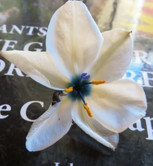 Aristea cantharophila