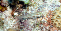 Gnatholepis thompsoni