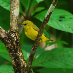 Yellow-Crowned Euphonia photo 3
