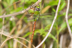 Anax longipes
