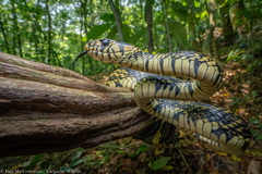 Chicken Snake photo 4