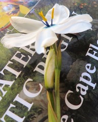 Aristea cantharophila