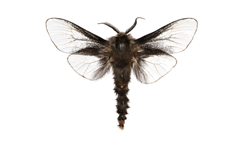 Buloke Bagworm