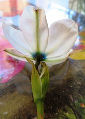 Aristea cantharophila