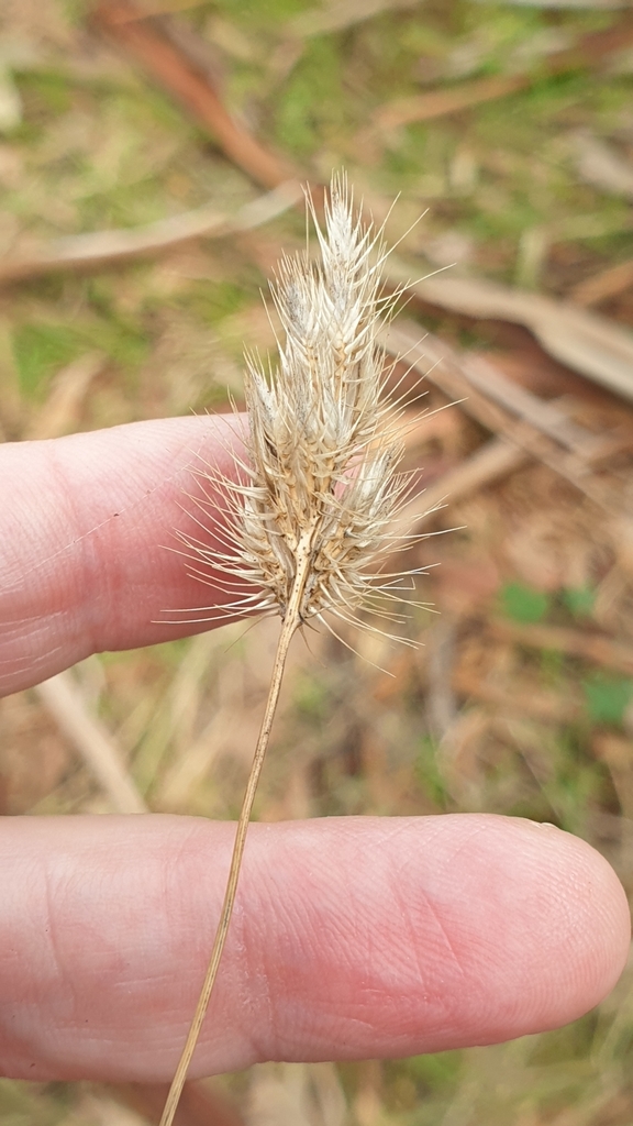 Bristly Dogtail Grass From Hindmarsh Valley SA 5211, Australia On April ...