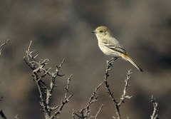 Knipolegus striaticeps